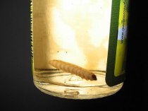 Mezcal Worm