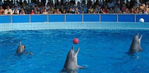 dolphin-show