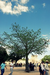 Mayan Cotton Tree