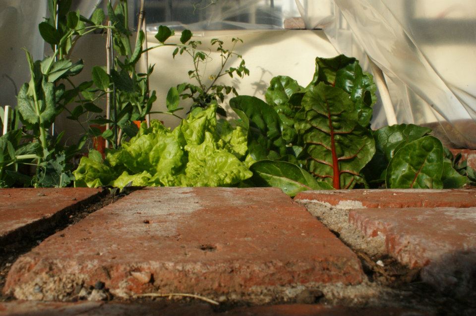 How Vegetable Gardening Benefits&nbsp;Children